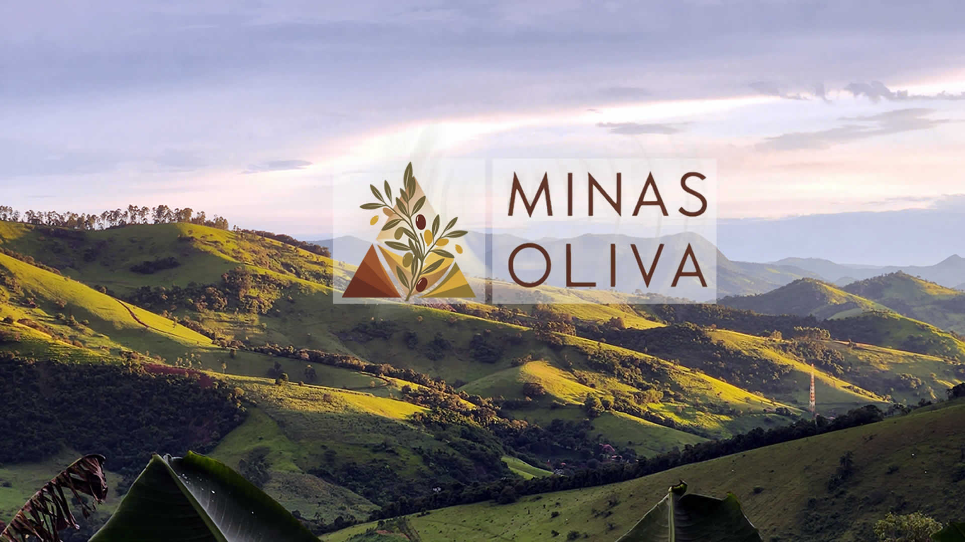 Minas Oliva