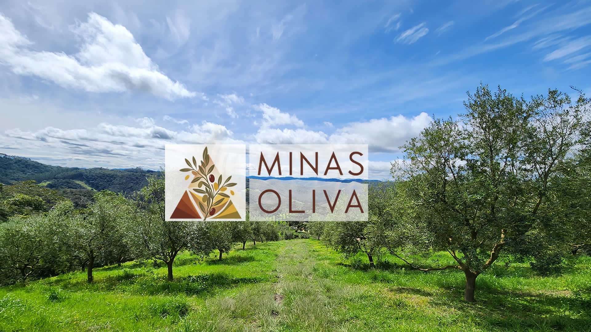 Minas Oliva