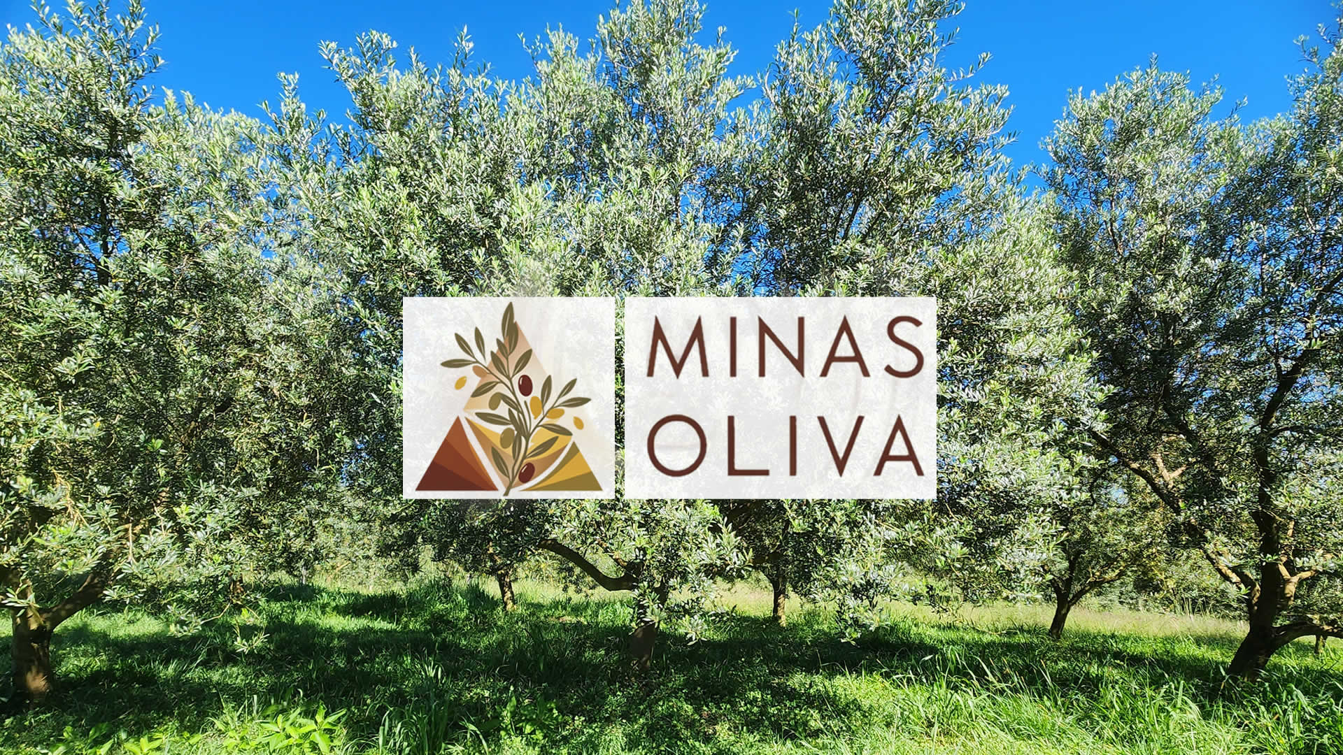 Minas Oliva