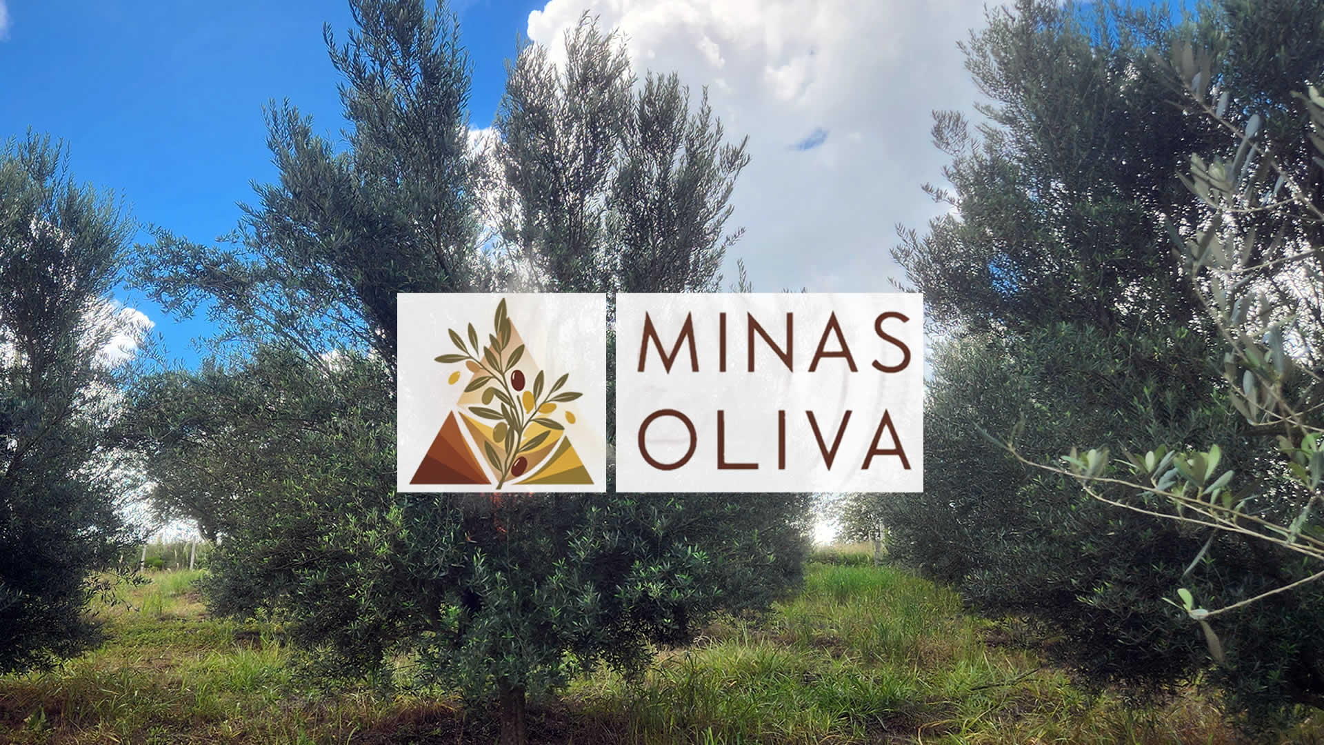 Minas Oliva